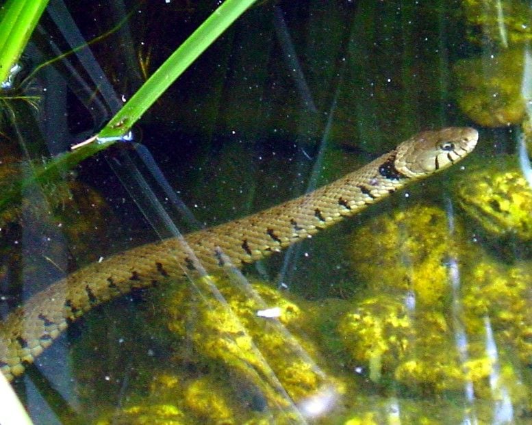 Vízisikló Natrix natrix élőhelye