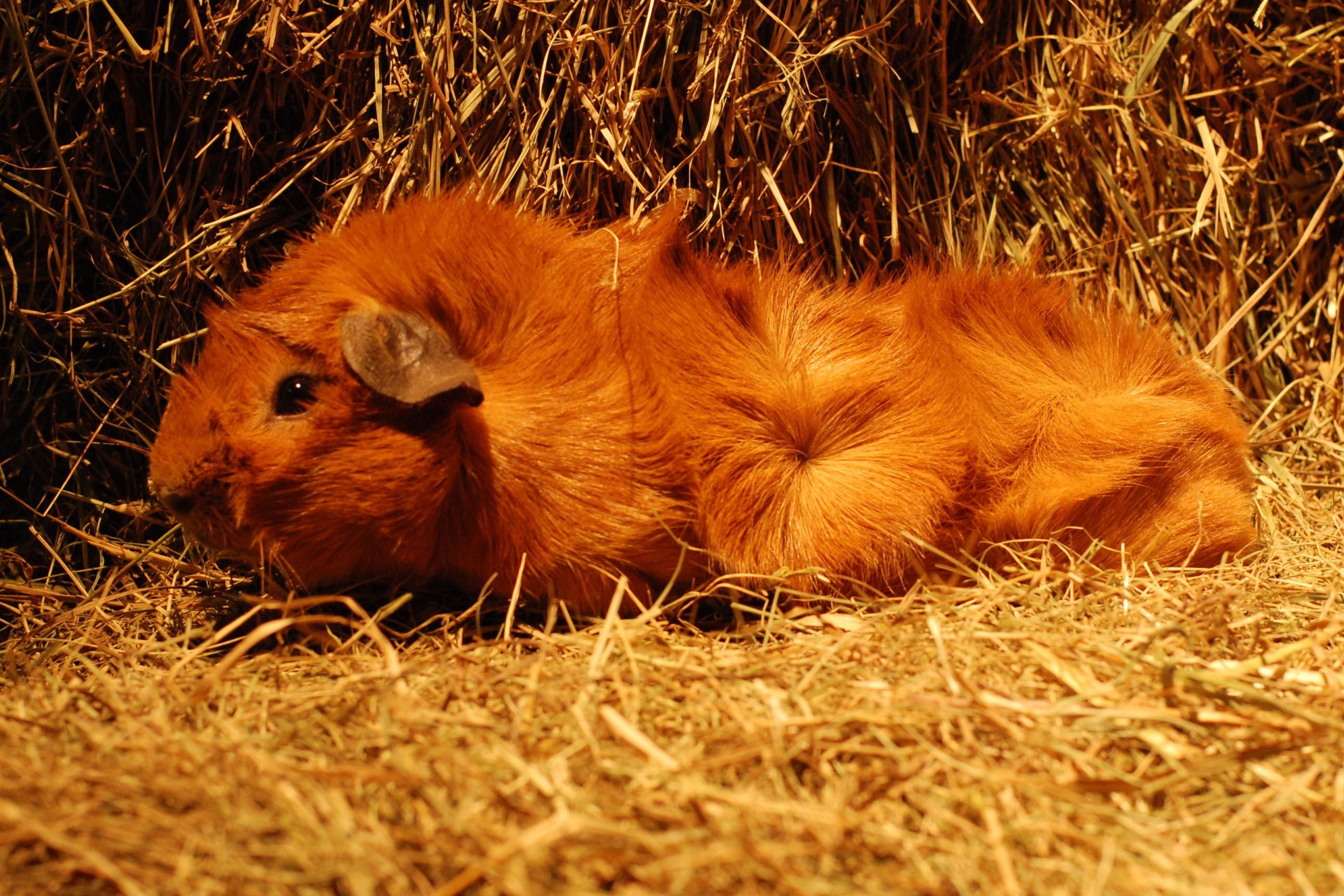 A tengerimalac gondozása