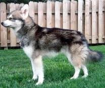 Alaszkai klee kai -a mini husky