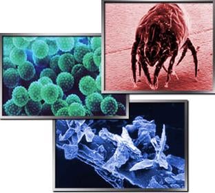 Népbetegség, az allergia