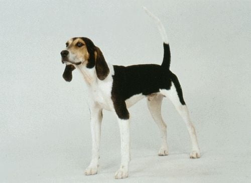 Az Angol pointer és az Angol mosómedvekopó