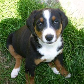 Az appenzeller sennenhund