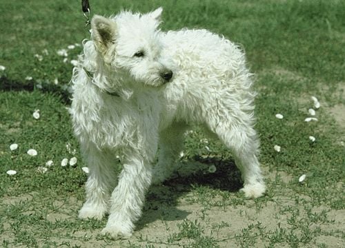 Adrenni pásztorkutya