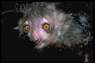 Aye-aye, avagy a véznaujjú maki