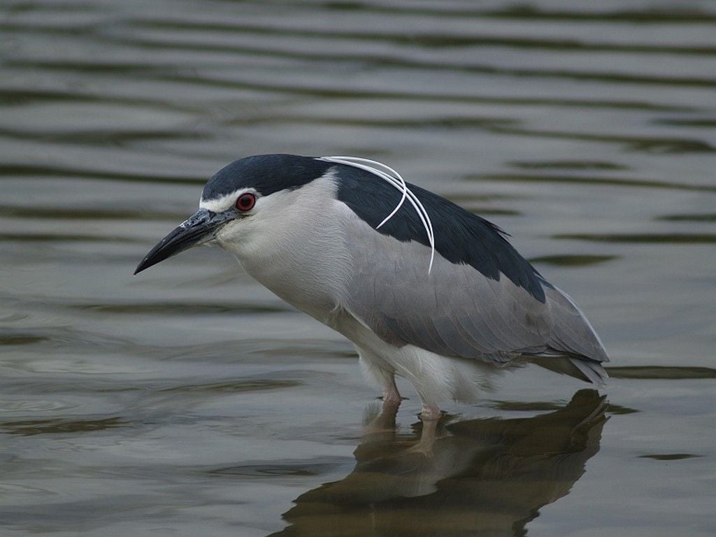 Bakcsó