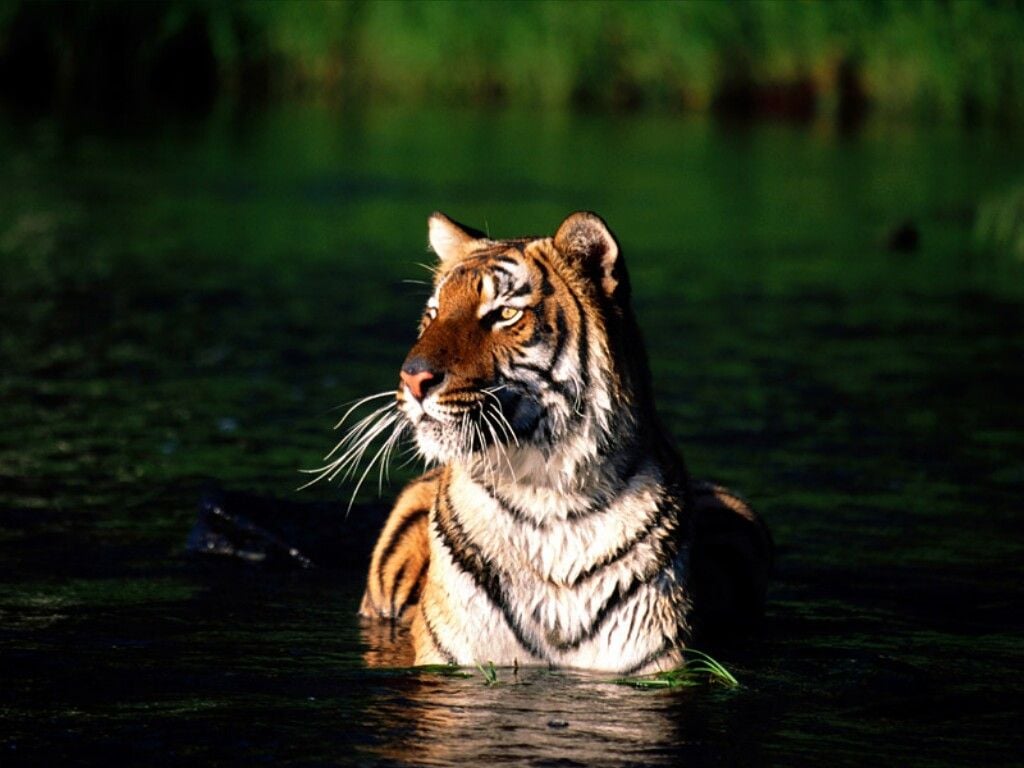 Tigris