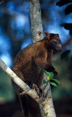 Bennett-kúszókenguru