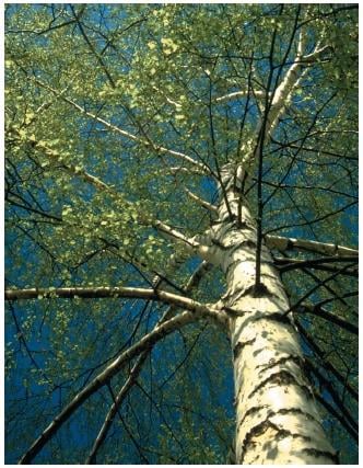 Nyírfapollen allergia