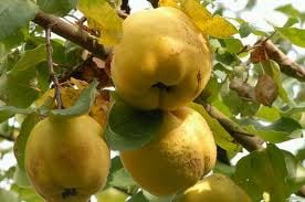 Birsalmasajt és befőzés