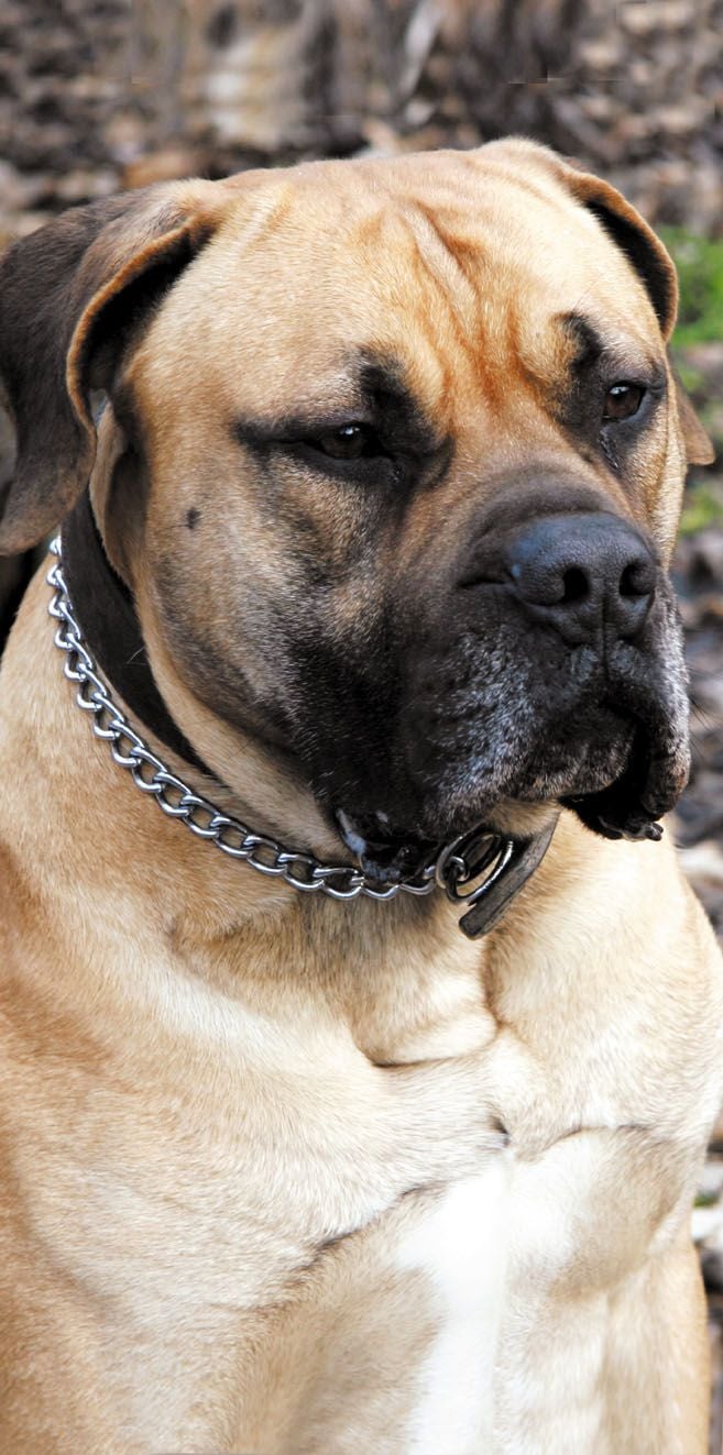 Boerboel
