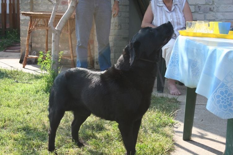 Labrador retriever