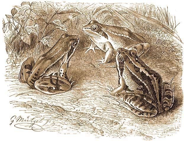 A Görög és a Spanyol barna béka