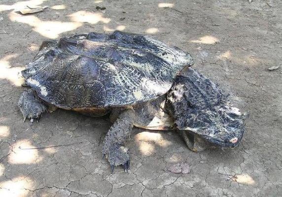 Cafrangos teknős az álcázás mestere