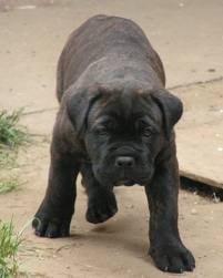 Cane Corso