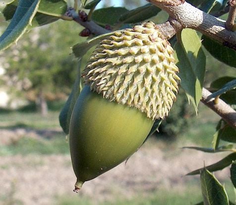 A fák virágpora: Mogyorófa