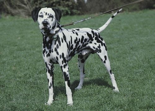 A dalmata