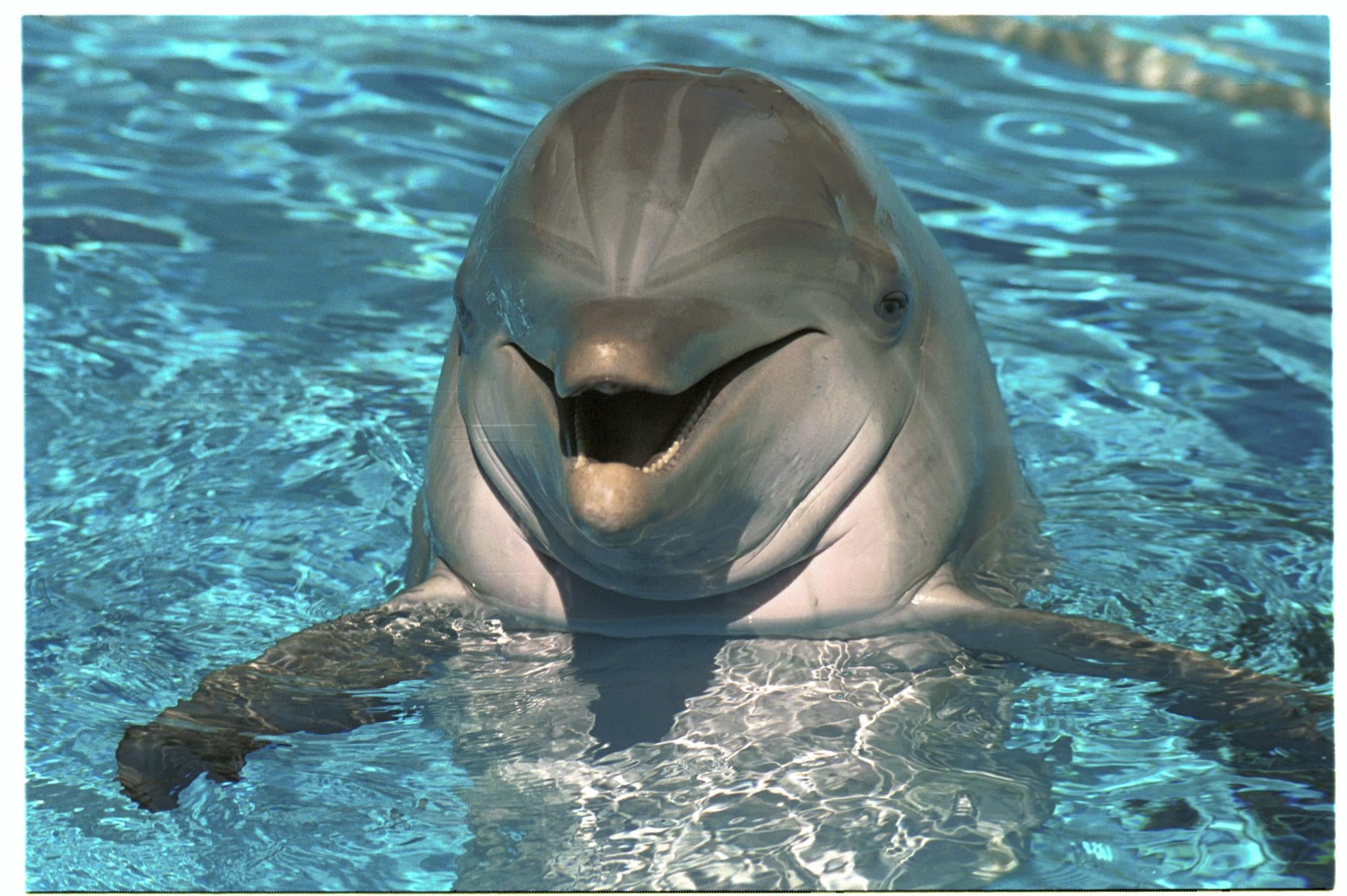 Delfinek