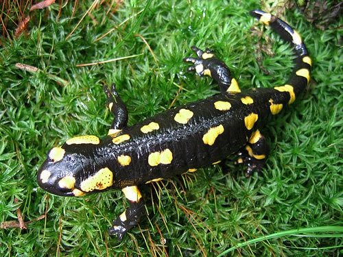 Foltos szalamandra tápláléka