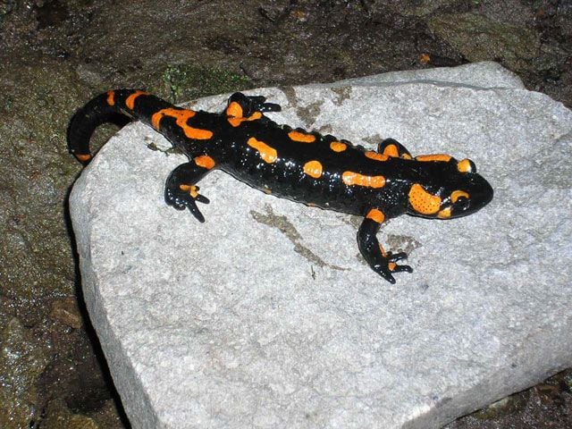 Foltos szalamandra