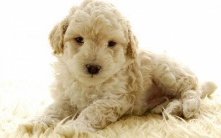 Égési sebek és sérülések a kutyán