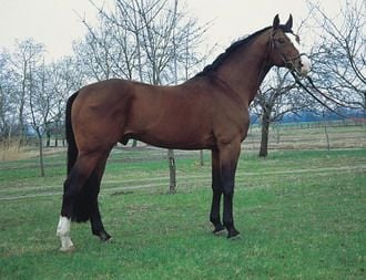 Hannoveri – a németek minőségi sportlova