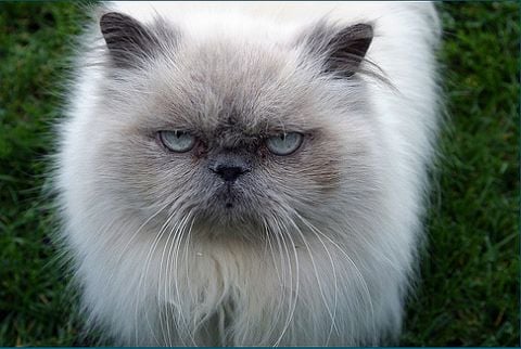 A macska természete