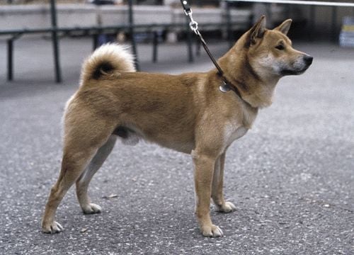 A hokkaido