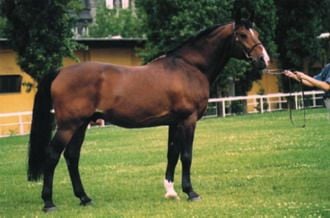 A Holsteini – a legeredményesebb ugróló