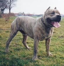A Bandog és a Barbet