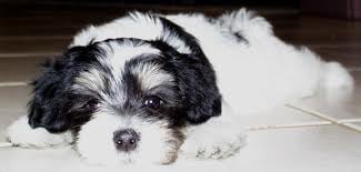 A Bichon frisé és a Bichon Havanese