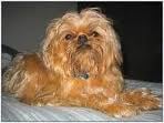 A Belga griffon és a Belga vizsla