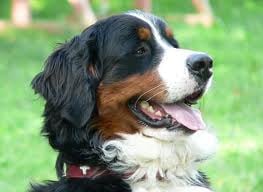 A Berni kopó és a Berni pásztor