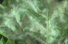 Lisztharmat ellen nyár végén