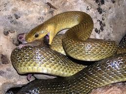 Erdei sikló Elaphe longissima érdekességei