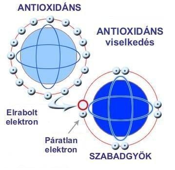 A szabad gyökök rossz és jó hatásai