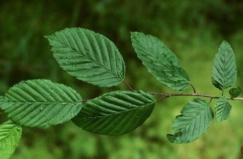 A fák virágpora: Gyertyán, Fűz, Platán