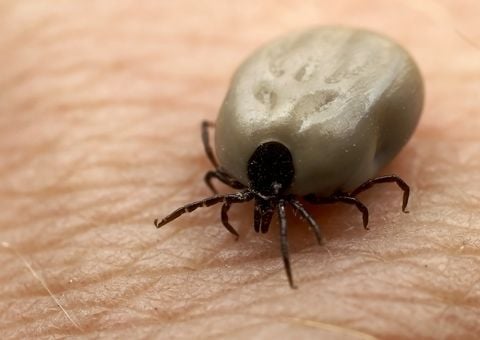 Kórokozó hordozók