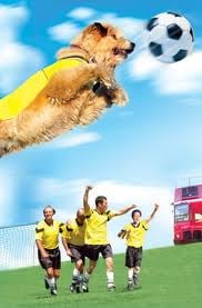 A kutya rúgja meg &#8211; Az európai bajnokság