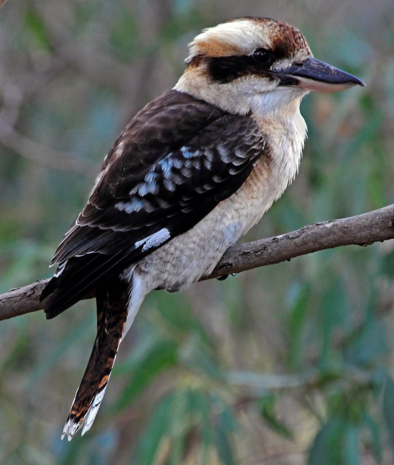 Kookaburra