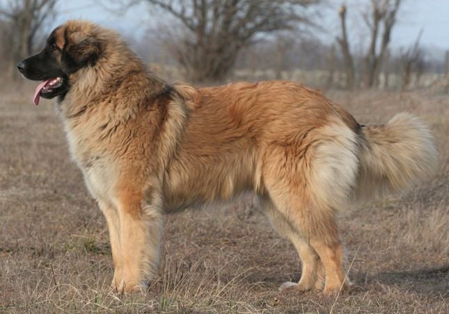 A leonbergi