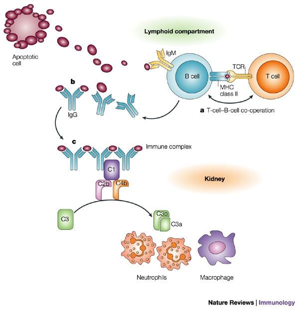 A szisztémás lupus (SLE)