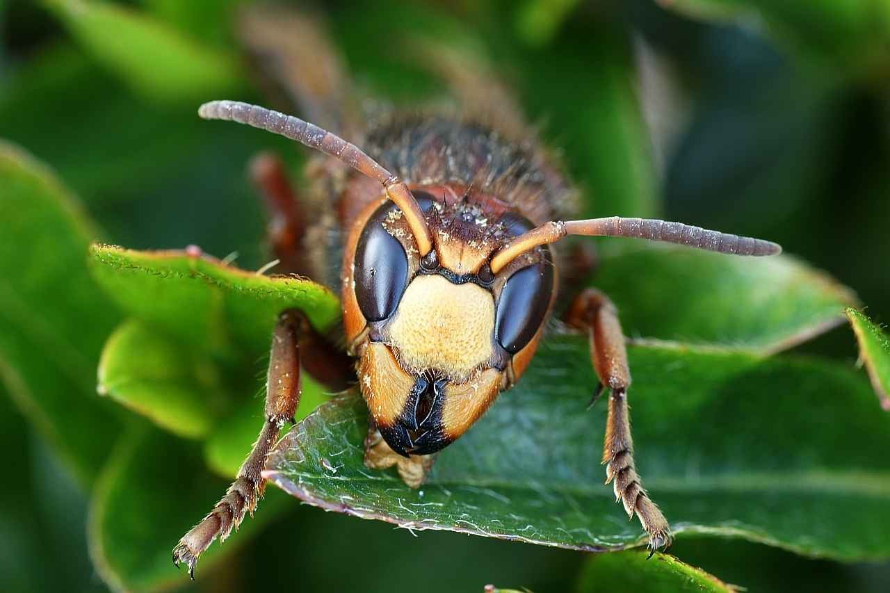 Euszocializáció a rovartársadalomban