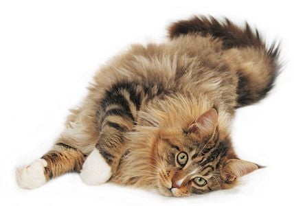 Amerika nemzeti macskája a maine coon