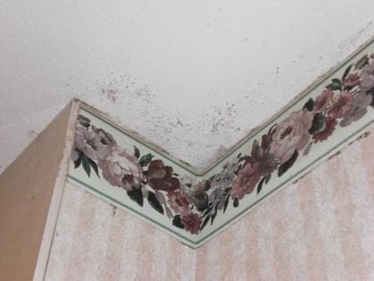 Penészallergia &#8211; hogyan csökkentsük a tüneteket?