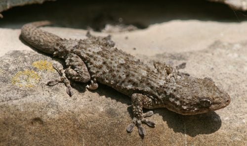 Fali gekkó Tarentola mauritanica