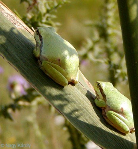 A Mediterrán levelibéka jellegzetességei