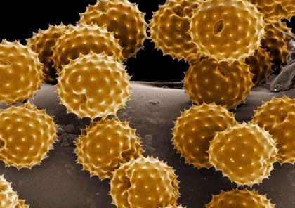 Az allergiát kiváltó tényezők