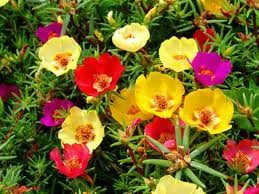 Porcsinrózsa, kukacvirág (Portulaca)