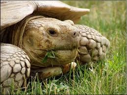 Geochelone sulcata avagy a Sarkantyús teknős