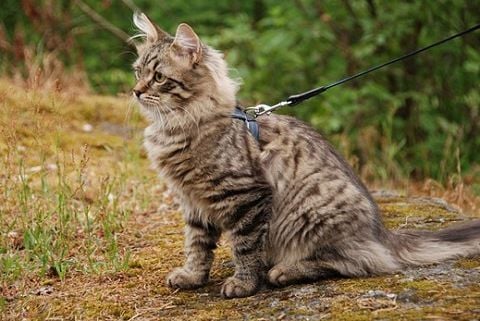 Macskaször ártalma